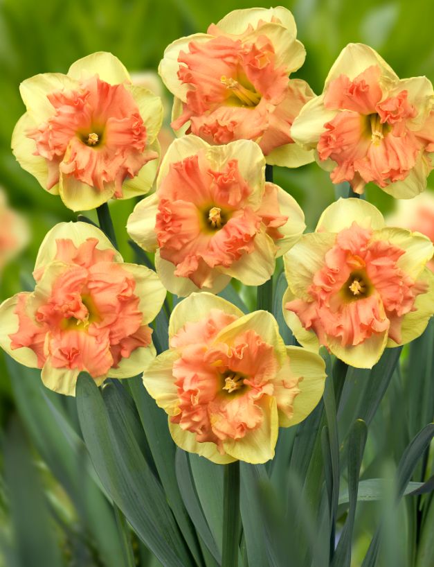 Narcis Vanilla Peach